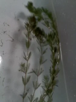 plant2.webp
