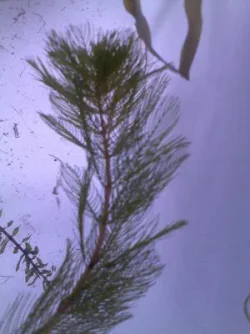 plant2cl.webp
