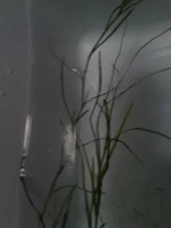 plant3.webp