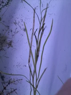plant7cl.webp