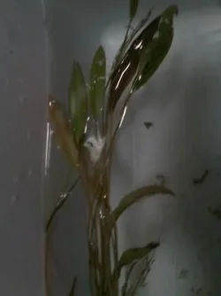 plant4.webp