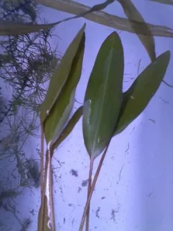 plant5cl.webp