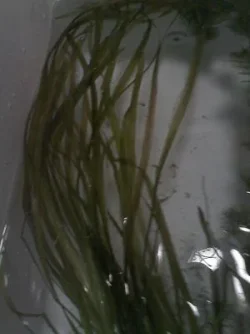 plant5.webp