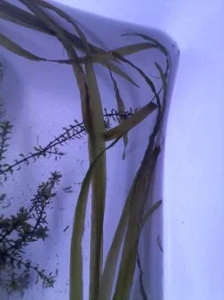 plant4cl.webp