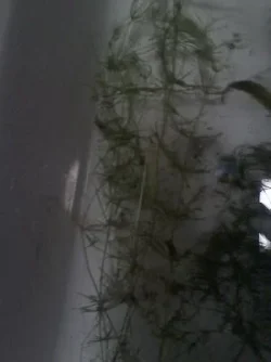 plant6.webp