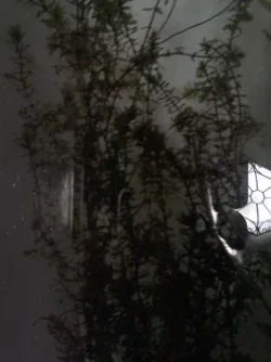 plant7.webp