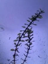 plant3cl.webp