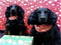 Ambrose&amp;Niamh.webp