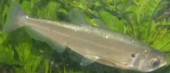 P1120793_VampireFish3a.webp
