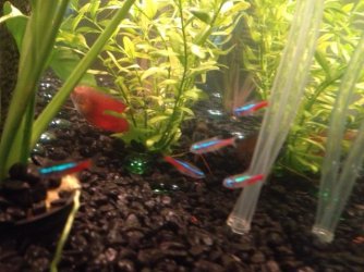 neons.jpeg neons.jpeg