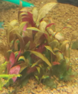 Alternanthera Reineckii.webp