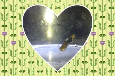 image.webp