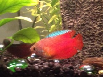 gourami 1.jpeg gourami 1.jpeg