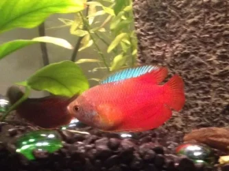 gourami 1.webp gourami 1.webp
