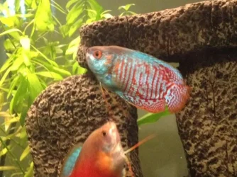 gourami 2.webp gourami 2.webp
