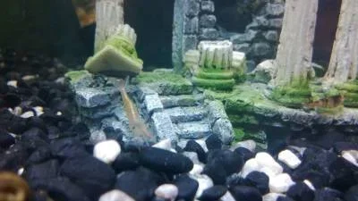 shrimps1.webp