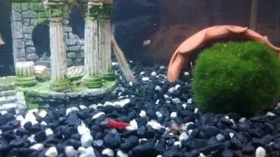 shrimps2.webp
