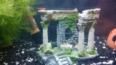 shrimps3.webp