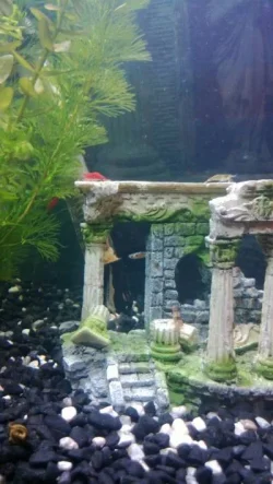 shrimps4.webp