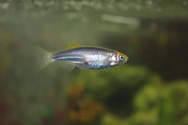 glo fish- week 1.webp