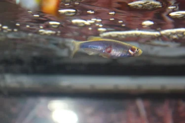 glo fish- week 2.webp
