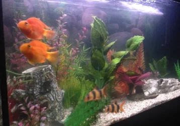 fishtank.webp