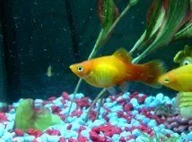 platy 1.webp