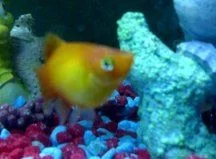 platy2.webp