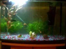 tank1.webp