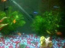 tankclose.webp