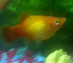 platy new.webp