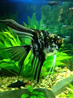 Marbled Lace Angel Fish.webp