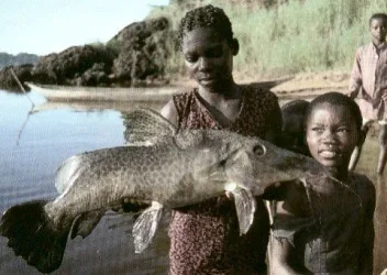 Giraffe Catfish (adult).webp