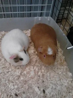 Rusty and lillith.webp Rusty and lillith.webp