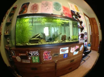 tank.webp