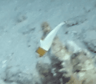 Fish 1.png Fish 1.png