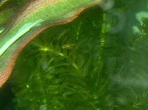 fry.webp