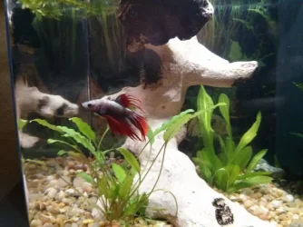 betta-001.webp betta-001.webp