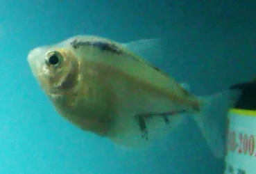 Fish 1.webp