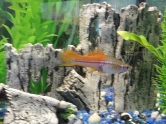 Swordtail.webp