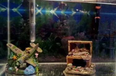 Fry tank 3.webp Fry tank 3.webp