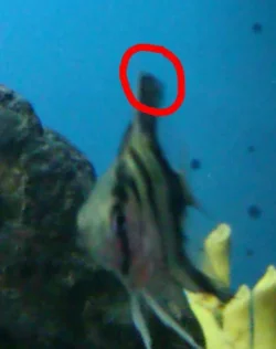 Fish 1.webp