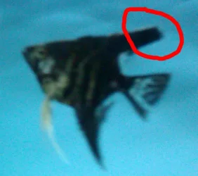 Fish 2.webp