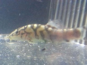 loach.jpg