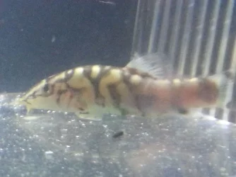 loach.webp