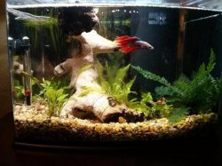 Java Ferns.jpg Java Ferns.jpg