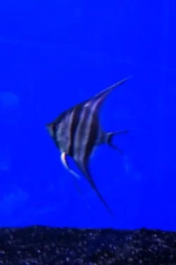 image.webp