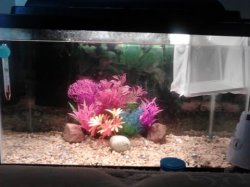 guppy tank.jpg guppy tank.jpg