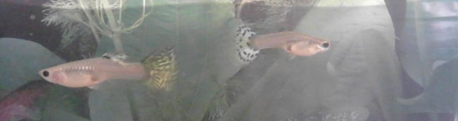 guppies2.jpg guppies2.jpg
