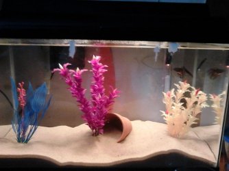 betta tank.jpg betta tank.jpg